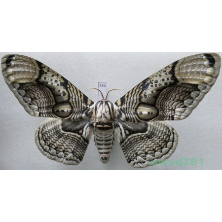 Brahmaea hearseyi White, 1862 male ex. ovo China 119mm45d